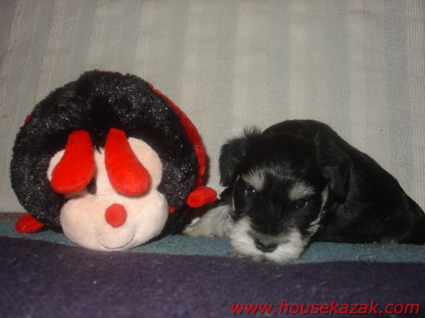 puppy - stene